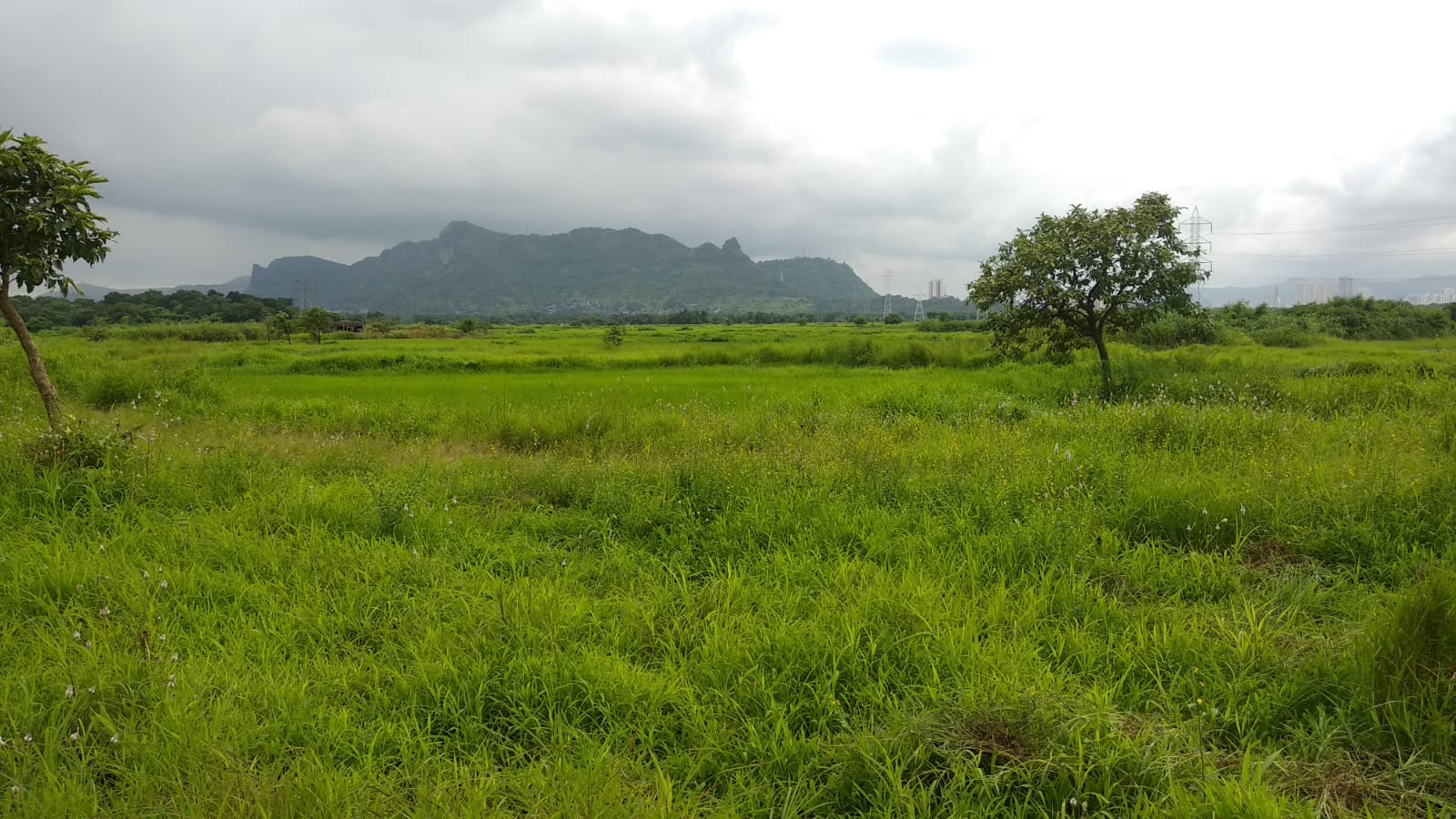 kacharepada landscape with plots